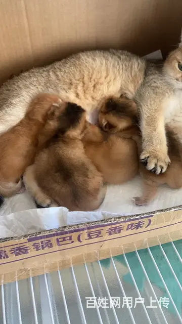 自家猫出窝 - 图片
