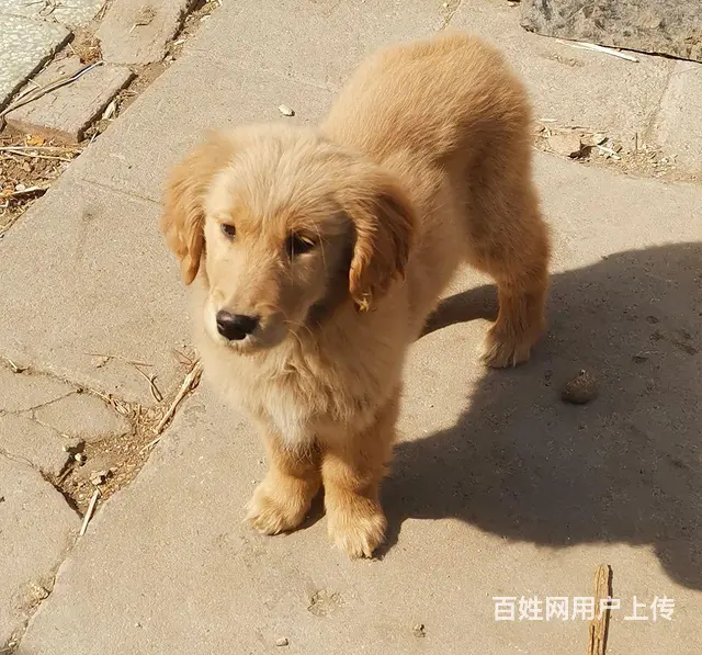 自己家狗下的纯金毛 - 图片 5