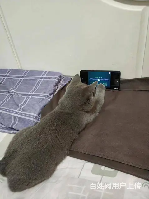 【搞定了！】蓝猫出售，四月男孩，转让有缘爱心人。 - 图片 2