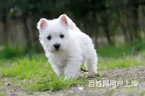 哪里有西高地卖西高地多少钱西高地哪里有卖 - 图片 8