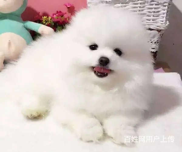 纯种哈多利球体博美 可视频 送货 健康可签署协议 - 图片 5