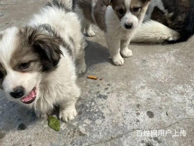 中华田园犬免费送 - 图片 2