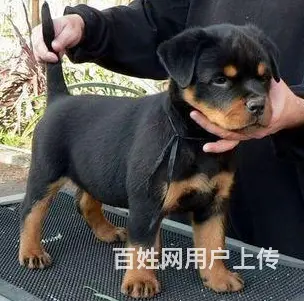 辽阳有什么地方可以买到罗威纳 罗威纳的价位 - 图片 1
