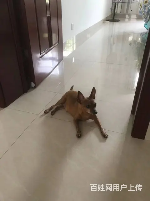 小鹿犬寻求一位爱狗人士免费赠送 - 图片 1