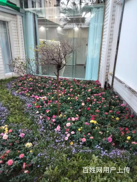 家庭庭院花园设计施工,养护 - 图片 6