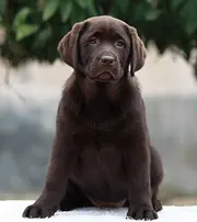 出售拉布拉多幼犬 纯种健康有保证
