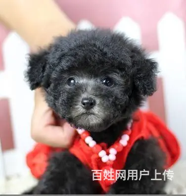 广州纯种泰迪犬价格 狗舍直销 包纯种健康签协议 - 图片 1
