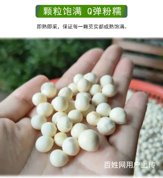 苏州特产水八仙新鲜鸡头米1斤2斤3斤礼盒装 - 图片 8