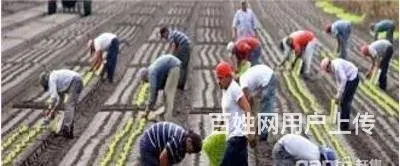 澳洲直招（工签）年薪40万以上 - 图片 2