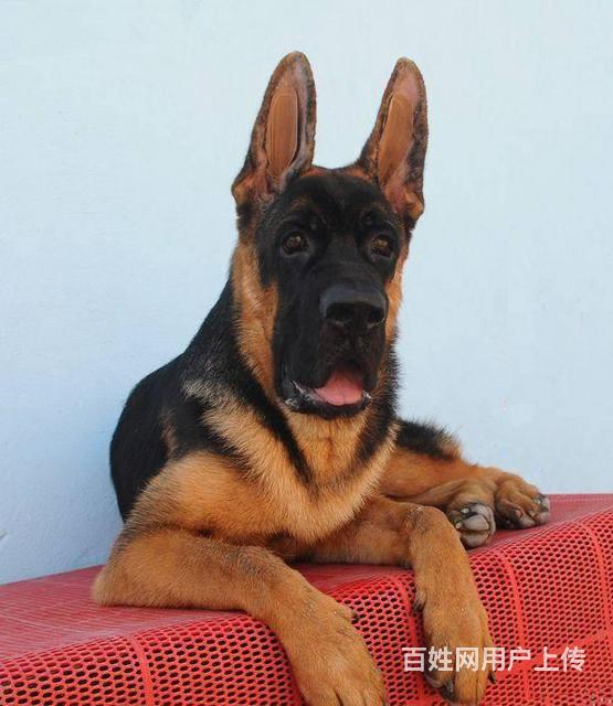 赛级德牧出售 纯种锤系德牧价格 德牧犬舍直销