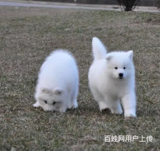 纯种萨摩耶幼犬出售，大骨量萨摩耶 - 图片 6