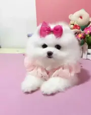 唐山博美怎么卖 唐山博美价格 唐山哪里有卖博美的