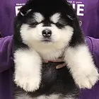 陇南正规阿拉斯加犬舍地点联系方式