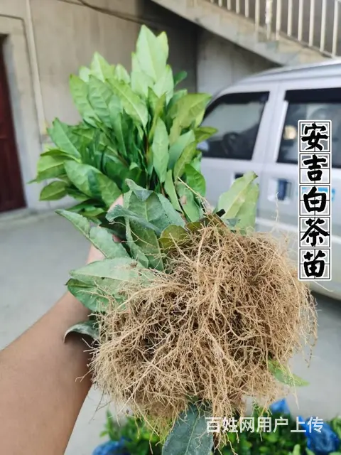 安吉白茶 黄金叶茶 奶白茶 茶苗直销 价格面议 - 图片 2