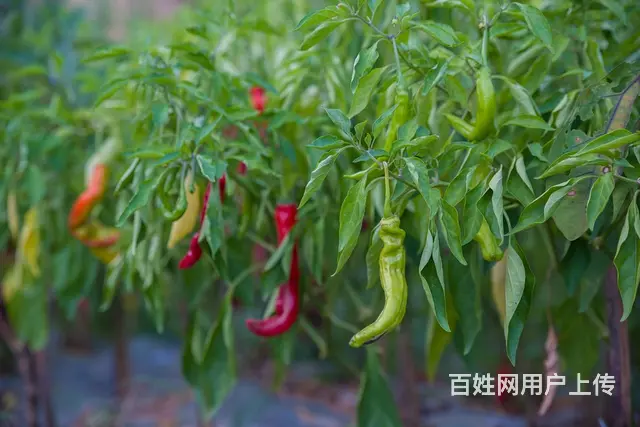 岳西天峡明堂山车友农家乐 - 图片 6