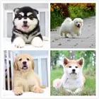 三明纯种的狗狗出售如何买到纯种狗