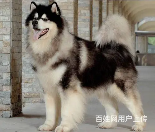 巨型阿拉斯加幼犬 颜色齐全 保纯保健康 可全国发货 - 图片 2