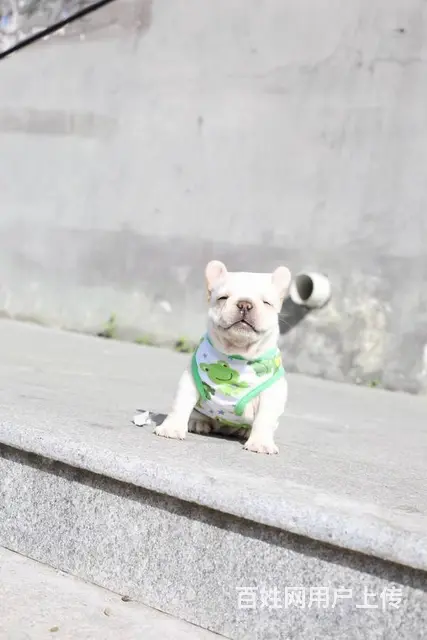 法国斗牛犬奶油色，黑色，黑白花都有，随时可看狗 - 图片 1