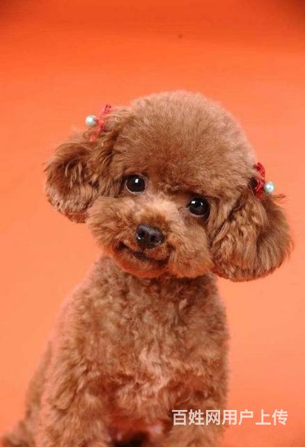 泰迪犬纯种茶杯泰迪出售赛级泰迪犬价格