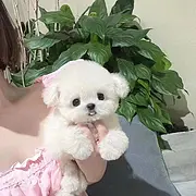 本地推荐精品纯种健康比熊犬包纯种健康可签协议