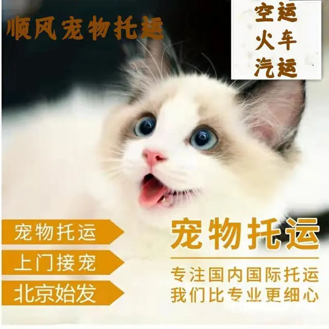 2022安宁市到全国）宠物托运（猫狗）邮寄快递（宠物活体运输 - 图片 6