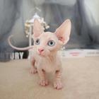 湛江出售自家繁殖纯种无毛猫 斯芬克斯猫 保健康