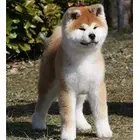 郑州出售自家繁殖的秋田幼犬 赛级秋田犬 保纯保健康