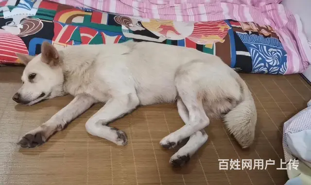 寻白色田园犬，戴橙色项圈 - 图片 2