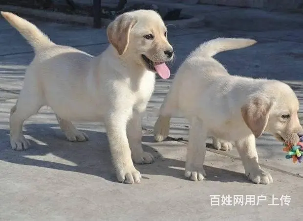 拉布拉多  赛级拉布拉多犬繁殖 完美售后 - 图片 8