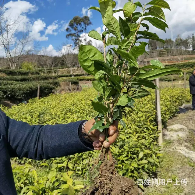 六堡群体种茶叶苗、梧州六堡茶苗供应 - 图片 2