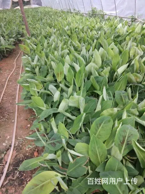 批发香蕉苗粉蕉苗 - 图片 7