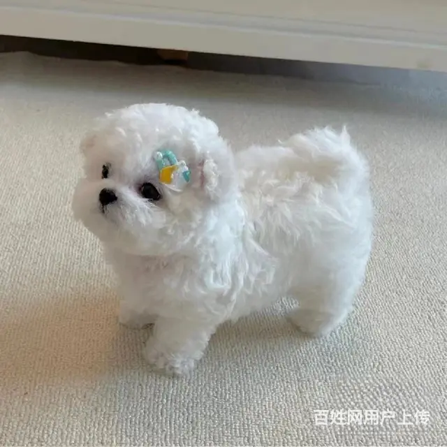 比熊幼犬两个多月 - 图片 3