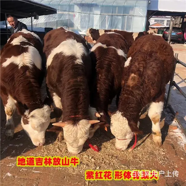 三百斤的 西门塔尔牛苗 的价格 - 图片