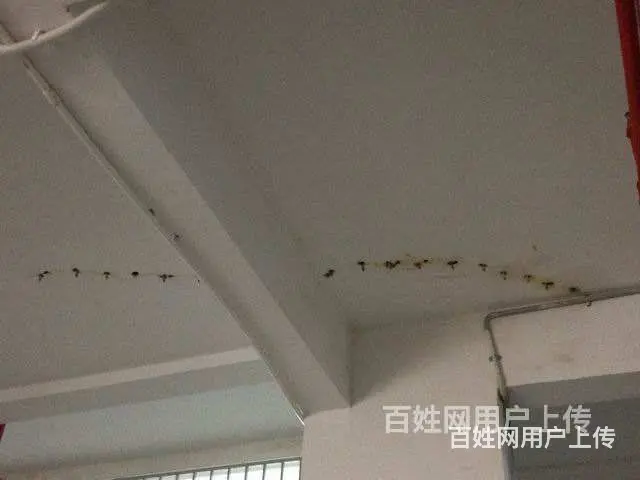连锁防水补漏公司/专业卫生间防水堵漏/屋面漏水维修 - 图片 6
