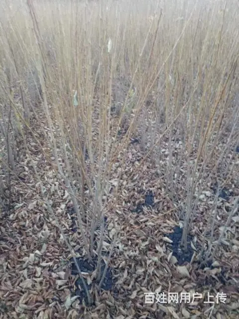 大量出售自家苗圃果树苗 - 图片 4