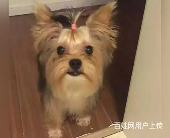 宿迁约克夏犬舍基地常年出售纯种约克夏双血约克夏幼犬 - 图片 5