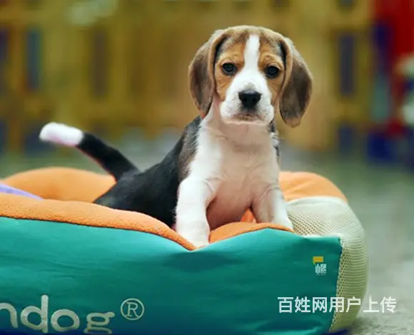长春哪卖比格犬，哪有比格犬，谁家的比格犬靠谱 - 图片 12