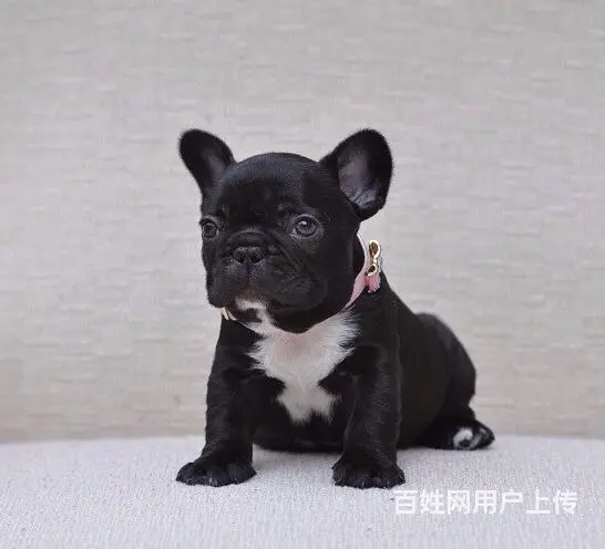 冠军直子双血统斗牛犬一窝 证书可查 可上门挑选 - 图片 2
