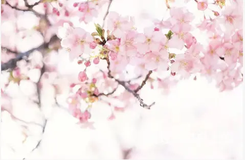 新东升日语培训 - 图片