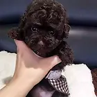 嘉兴【*推荐】泰迪犬舍‖泰迪养殖场