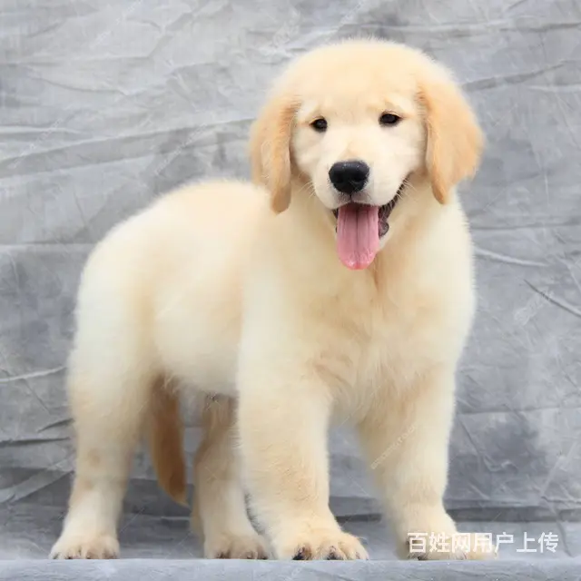 出售赛级大头金毛犬 纯正血统金毛幼犬 - 图片 7