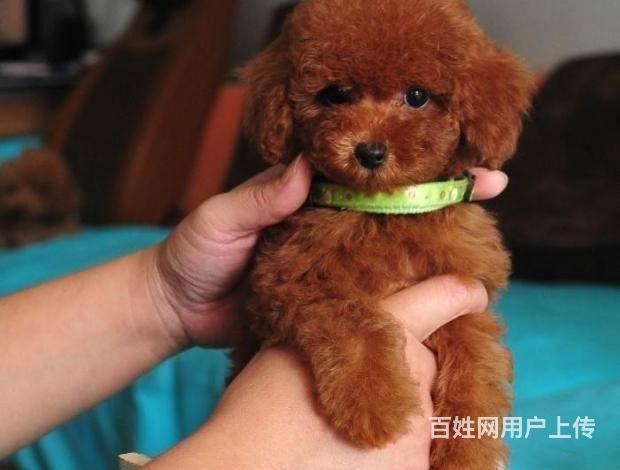 出售純種泰迪幼犬狗場直銷泰迪 活潑可愛 聰明機智的圖片