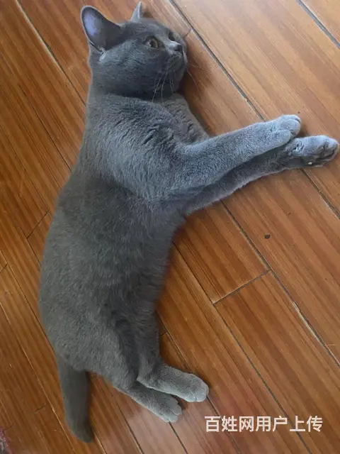 美国蓝猫免费求收养 - 图片 1