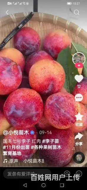 【搞定了！】出售国峰7号李子树苗 - 图片 9