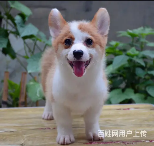 威海哪里有自家繁殖纯种柯基犬 质保终身 签协议 - 图片 1