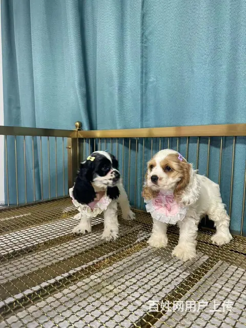 美国可卡犬幼犬找家长 - 图片 5