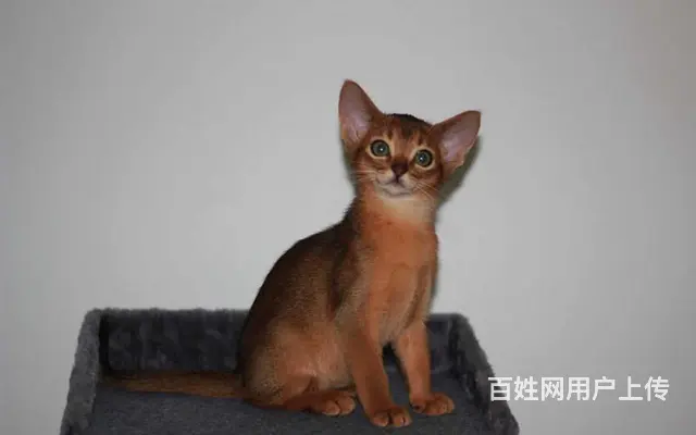 哪里有红阿比猫卖的 双血统阿比西尼亚猫多少钱 - 图片 3