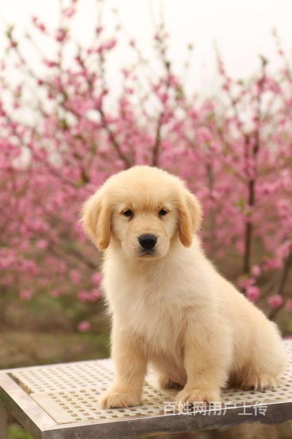 纯种金毛幼犬 家养金毛 美系金毛犬 京博犬舍