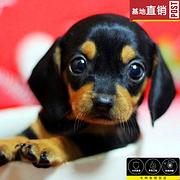 长春【十年老店】常年繁殖优质血统腊肠犬幼犬