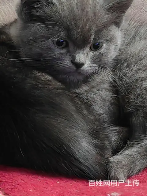 英短猫自己家猫生的。 - 图片 2